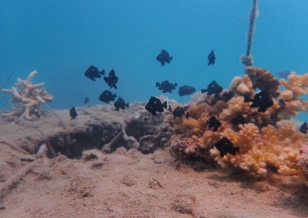 Description: C:\Users\Admin\Documents\Fish of coral reef Dam Bay\P6150067- Dascyllus trimaculatus, Pomacentrus sp., Cheilinus chlorourus.JPG