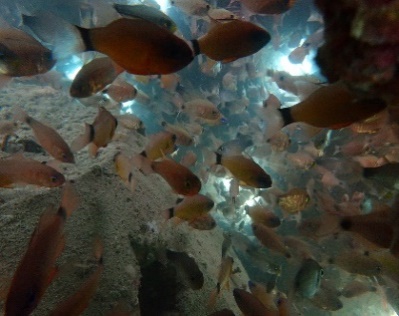 Description: C:\Users\Admin\Documents\Ảnh Đầm Báy 2 tháng 11 năm 2023\P9270265.JPG