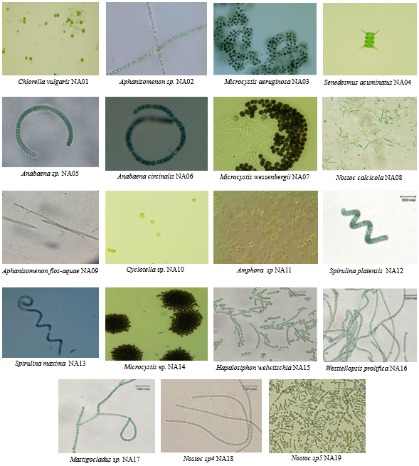 A collage of microscopic images<br />
<br />
AI-generated content may be incorrect.